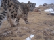 International Snow Leopard and Ecosystem Conservation Forum